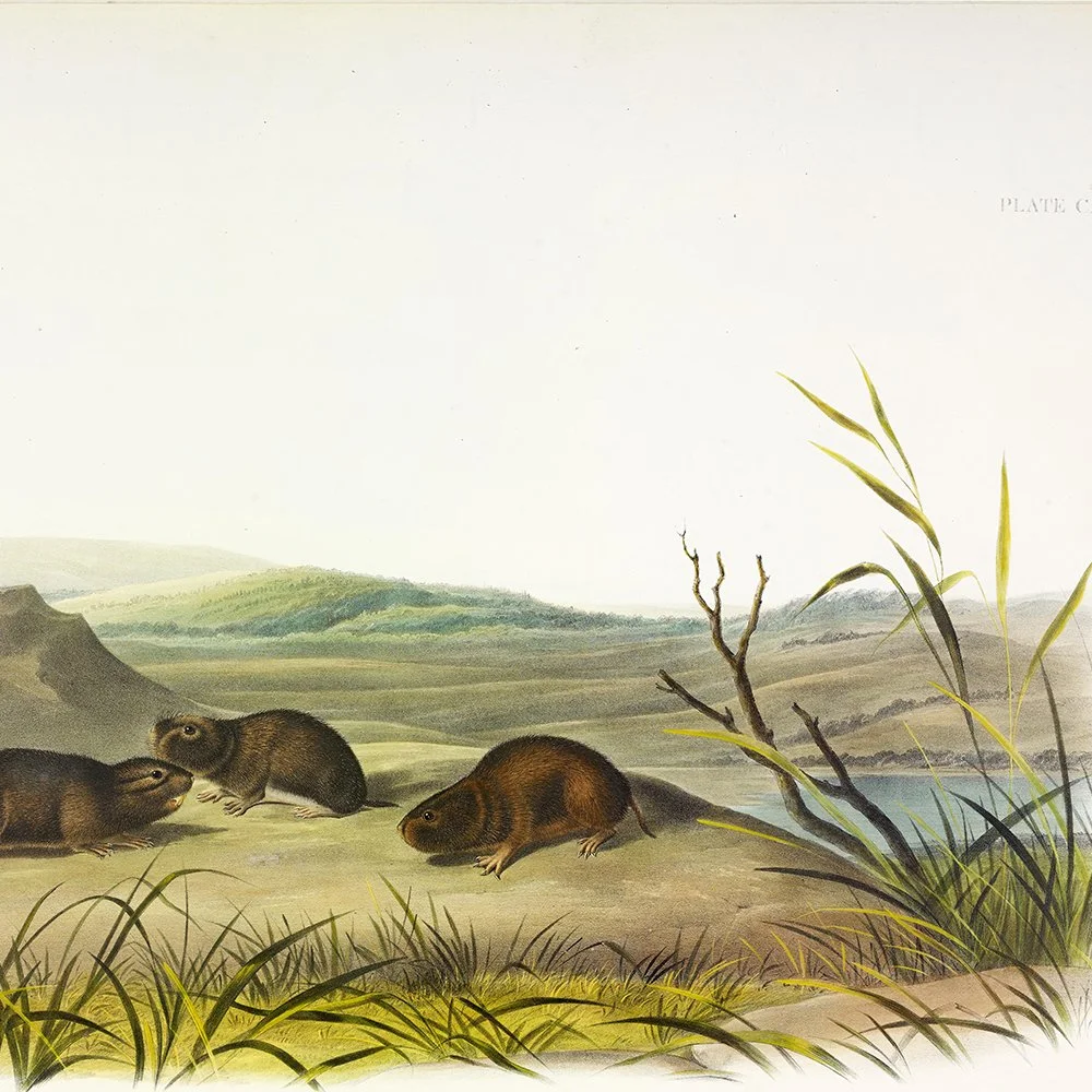 Brown or Norway Rat - Plate 54 — Audubon Art Prints